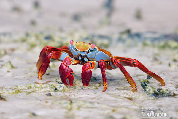 Sally Lightfoot crab (Grapsus grapsus)