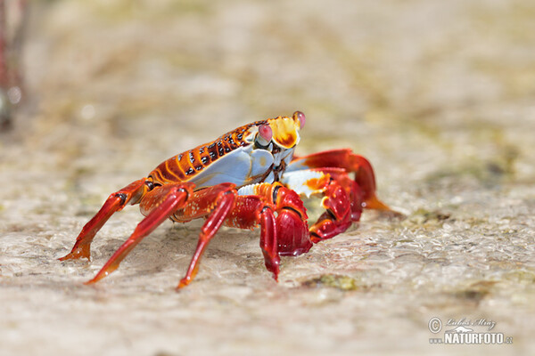 Sally Lightfoot crab (Grapsus grapsus)