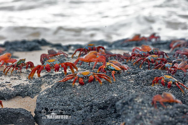 Sally Lightfoot crab (Grapsus grapsus)