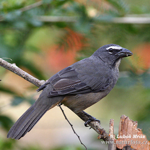 Saltador Ajicero Grisaceo Pepitero gris