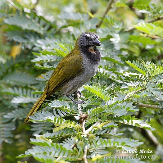 Saltator atriceps