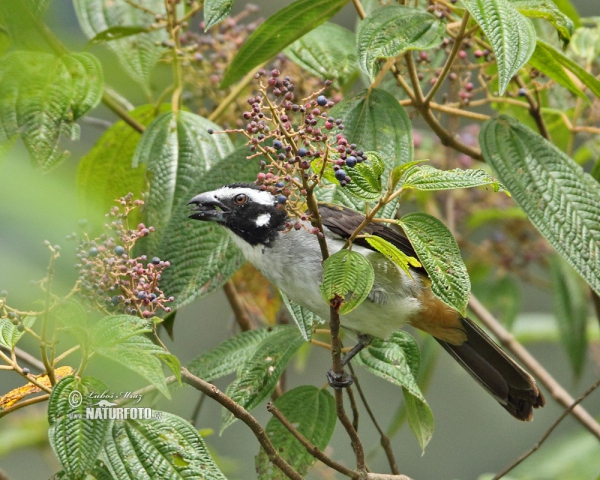 Saltator atripennis