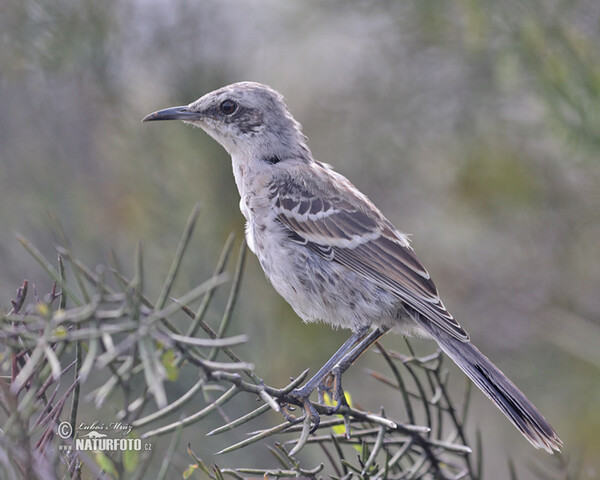 San Cristobal Mockingbird (Mimus melanotis)