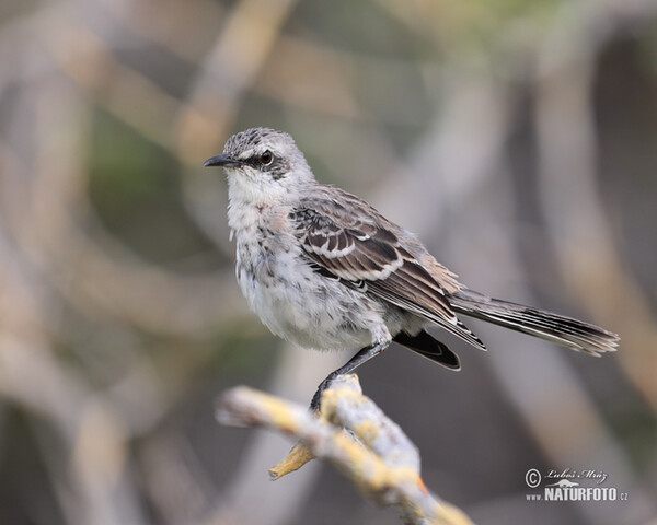 San Cristobal Mockingbird (Mimus melanotis)