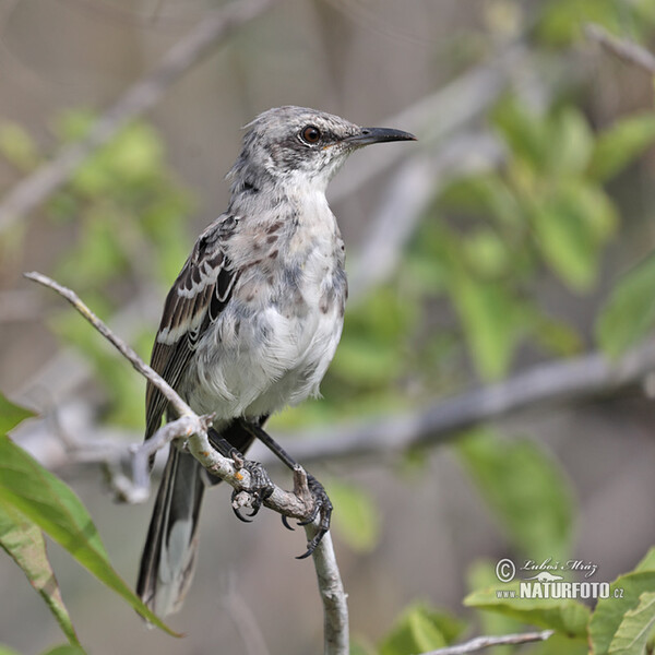 San Cristobal Mockingbird (Mimus melanotis)