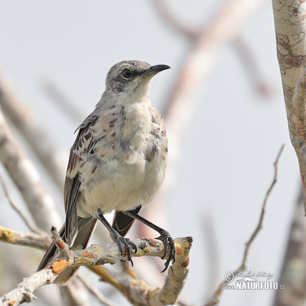 San Cristobal Mockingbird (Mimus melanotis)