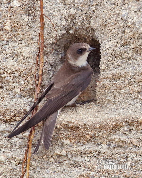 Sand Martin (Riparia riparia)