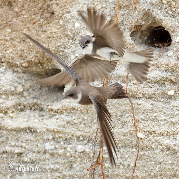 Sand Martin (Riparia riparia)