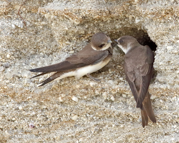 Sand Martin (Riparia riparia)