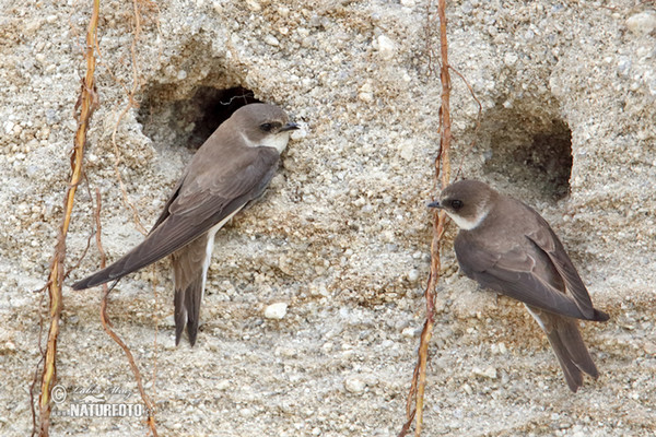 Sand Martin (Riparia riparia)