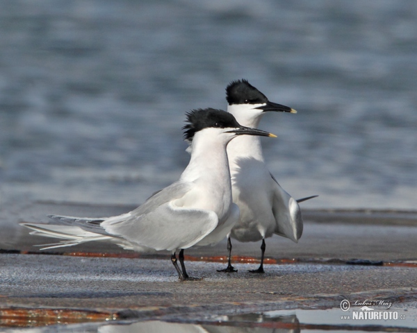 Sandwich Tern (Thalasseus sandvicensis)