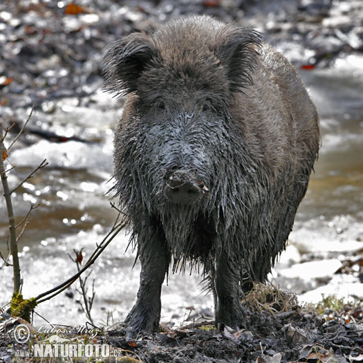 Sanglier