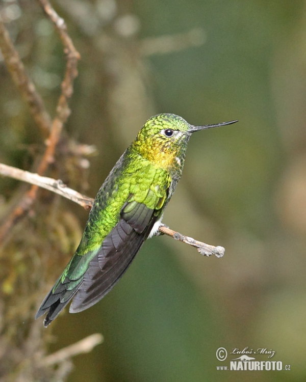 Sapphire-vented Puffleg (Eriocnemis luciani)