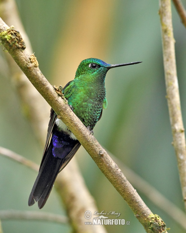 Sapphire-vented Puffleg (Eriocnemis luciani)