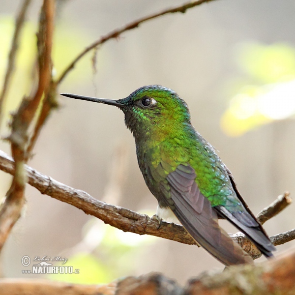 Sapphire-vented Puffleg (Eriocnemis luciani)