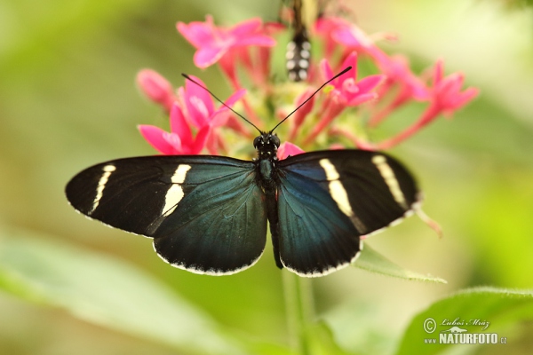 Sara Longwing (Heliconius sara)