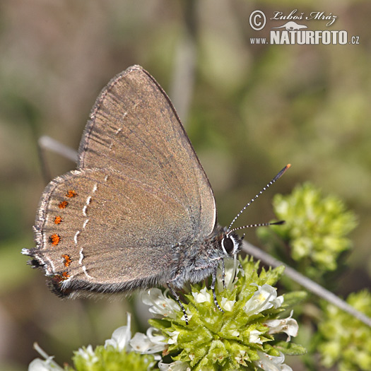 Satyrium ilicis