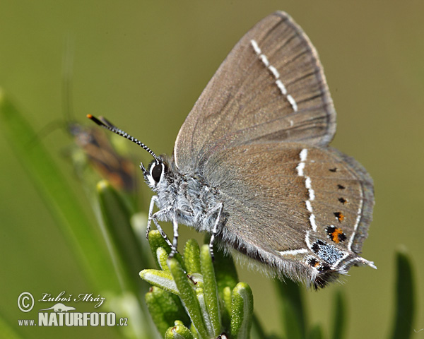 Satyrium spini