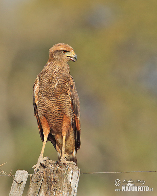 Savanna Hawk (Buteogallus meridionalis)