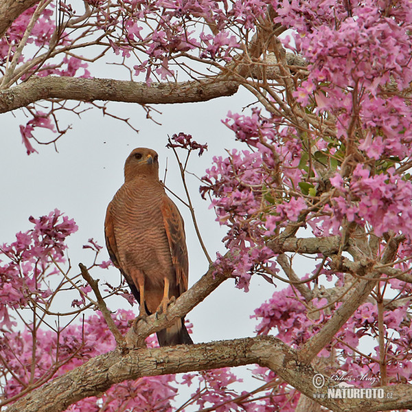 Savanna Hawk (Buteogallus meridionalis)