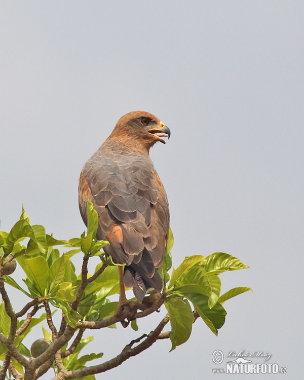 Savanna Hawk (Buteogallus meridionalis)