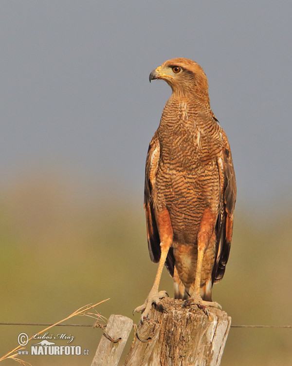 Savanna Hawk (Buteogallus meridionalis)