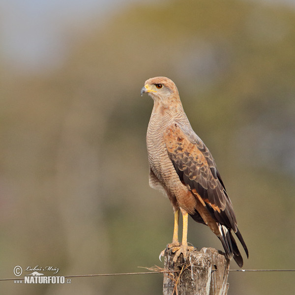 Savanna Hawk (Buteogallus meridionalis)