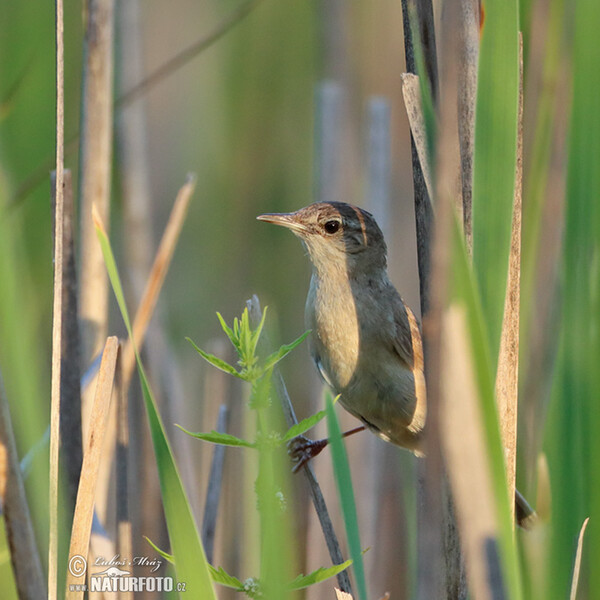 Savi's Warbler (Locustella luscinioides)