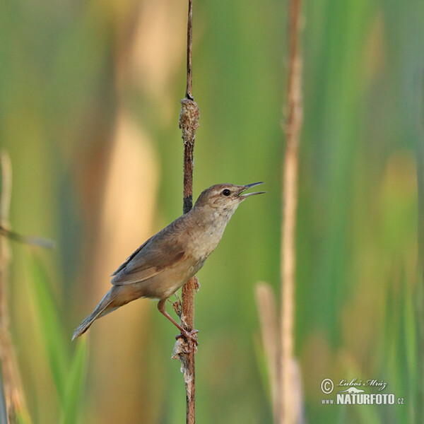 Savi's Warbler (Locustella luscinioides)