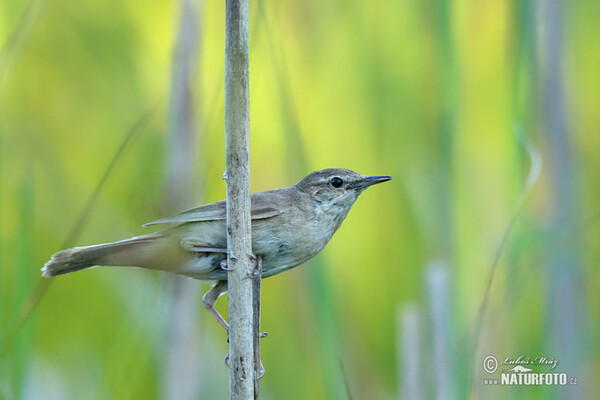 Savi's Warbler (Locustella luscinioides)