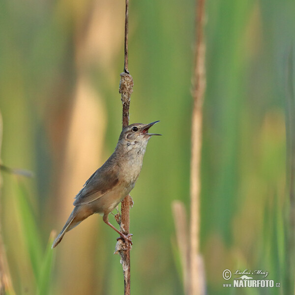 Savi's Warbler (Locustella luscinioides)