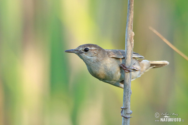 Savi's Warbler (Locustella luscinioides)