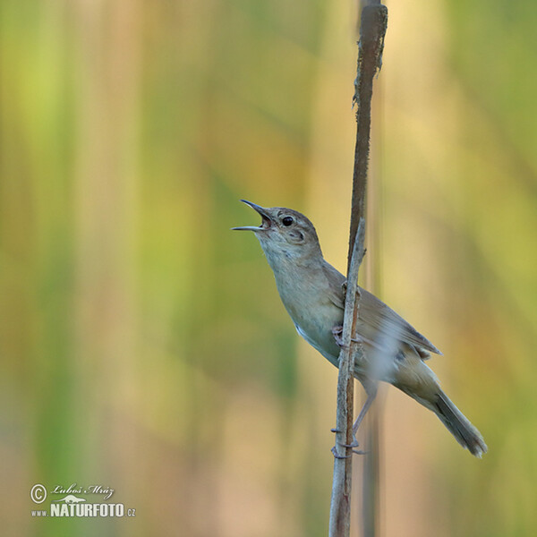 Savi's Warbler (Locustella luscinioides)