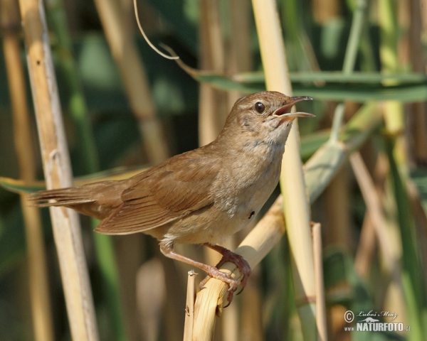 Savi's Warbler (Locustella luscinioides)