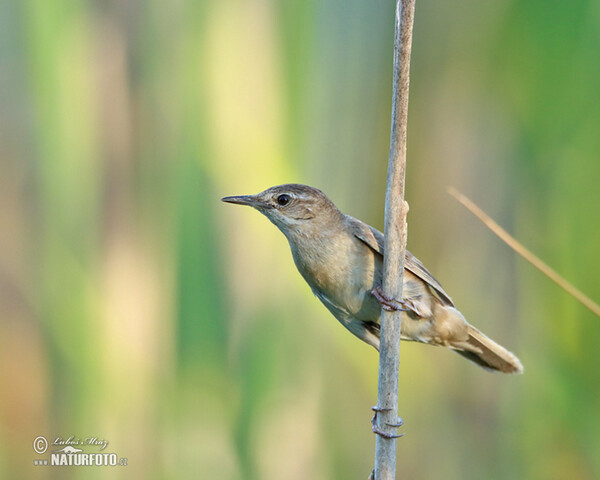 Savi's Warbler (Locustella luscinioides)