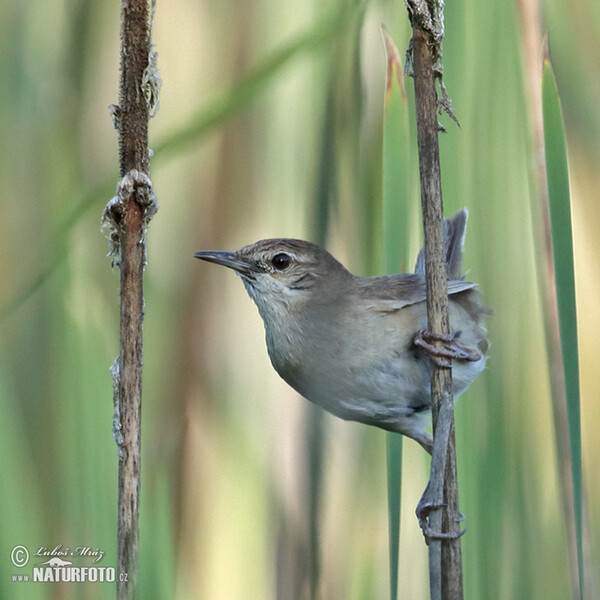 Savi's Warbler (Locustella luscinioides)