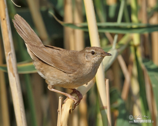 Savi's Warbler (Locustella luscinioides)