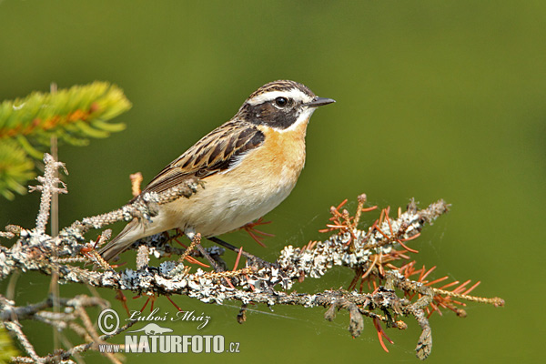 Saxicola rubetra