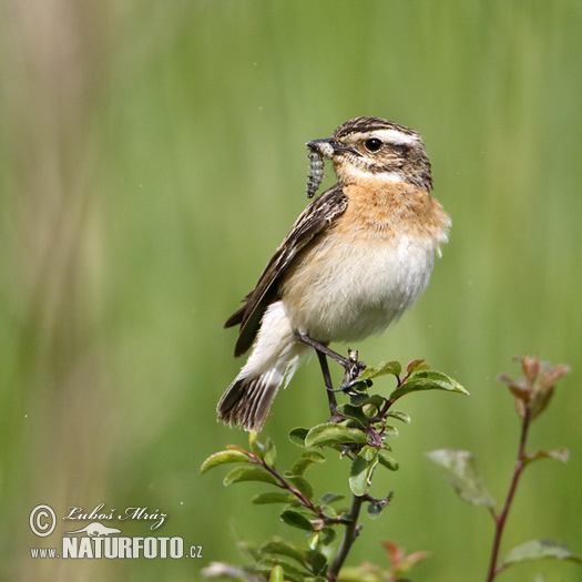 Saxicola rubetra