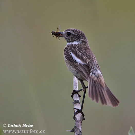 Saxicola torquata