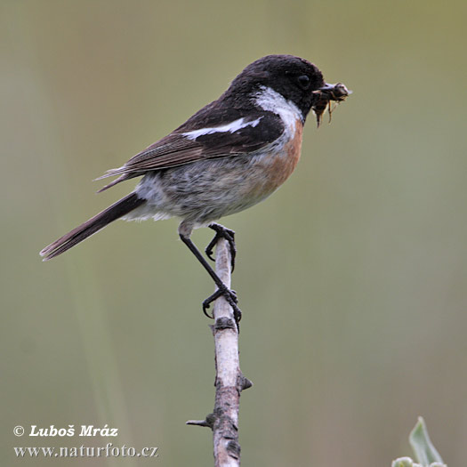 Saxicola torquata