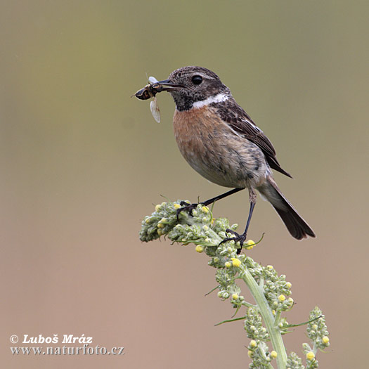 Saxicola torquata