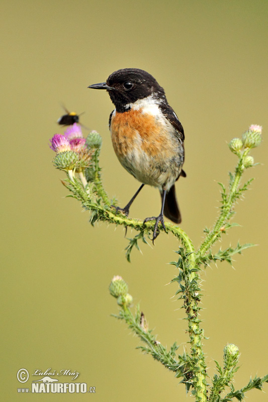 Saxicola torquatus