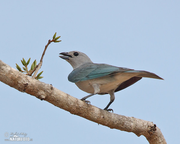 Sayaca Tanager (Tangara sayaca)