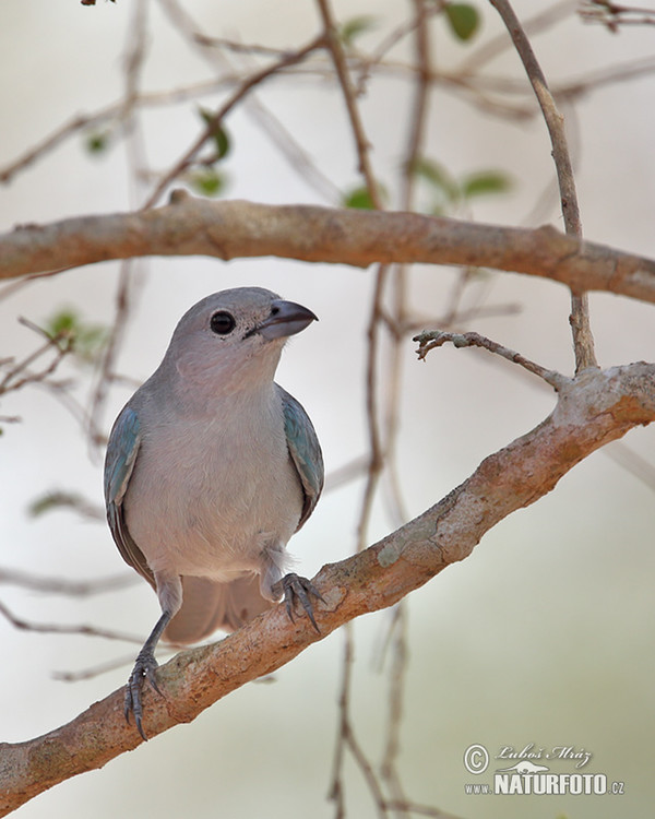 Sayaca Tanager (Tangara sayaca)