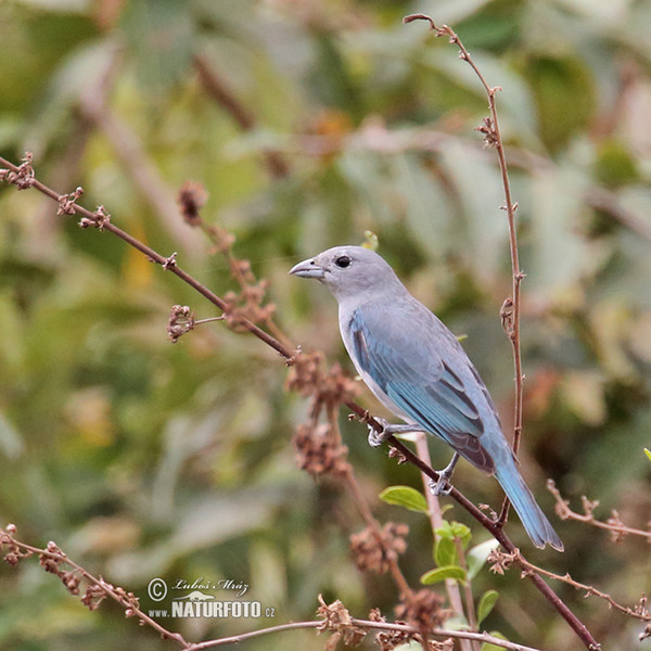 Sayaca Tanager (Tangara sayaca)