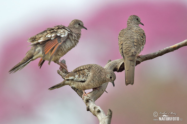 Scaled Dove (Columbina squammata)