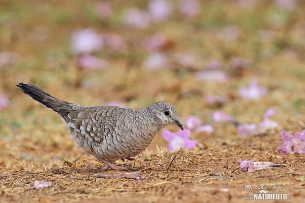 Scaled Dove (Columbina squammata)