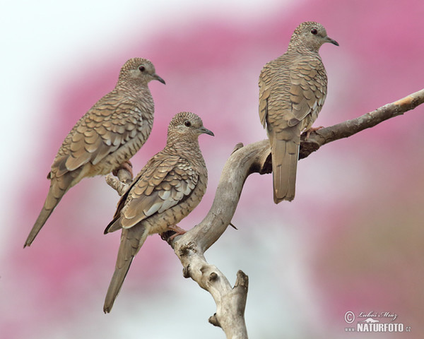 Scaled Dove (Columbina squammata)