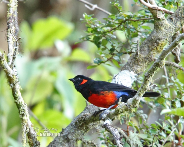 Scarlet-beillied Mountain-Tanager (Anisognathus igniventris)